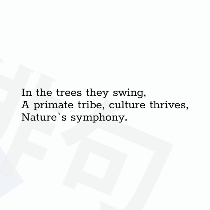In the trees they swing, A primate tribe, culture thrives, Nature`s symphony.