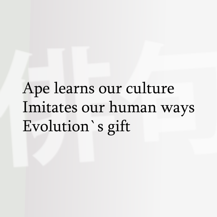 Ape learns our culture Imitates our human ways Evolution`s gift