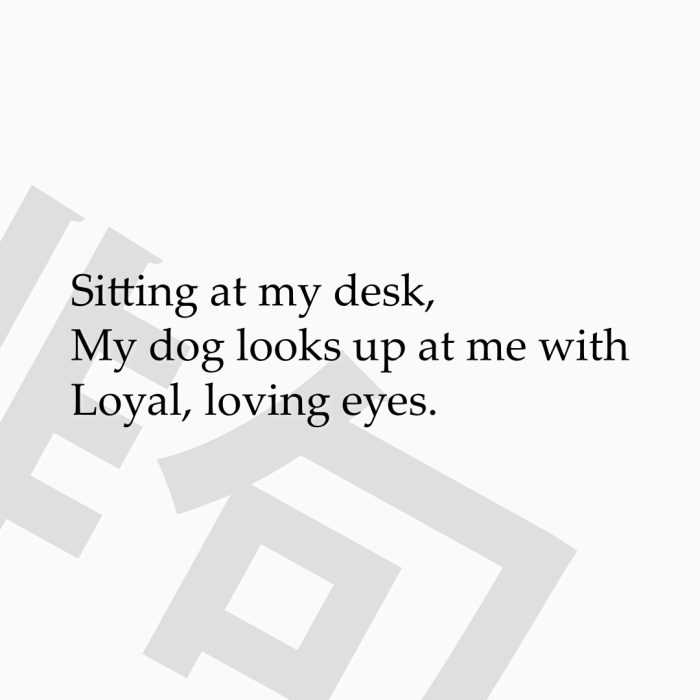 Sitting at my desk, My dog looks up at me with Loyal, loving eyes.