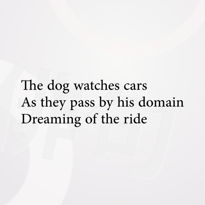 The dog watches cars As they pass by his domain Dreaming of the ride