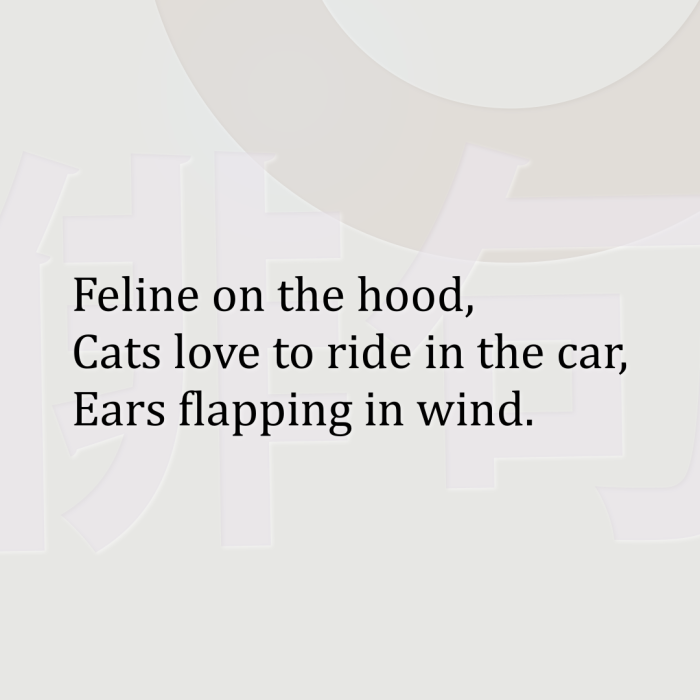 Feline on the hood, Cats love to ride in the car, Ears flapping in wind.