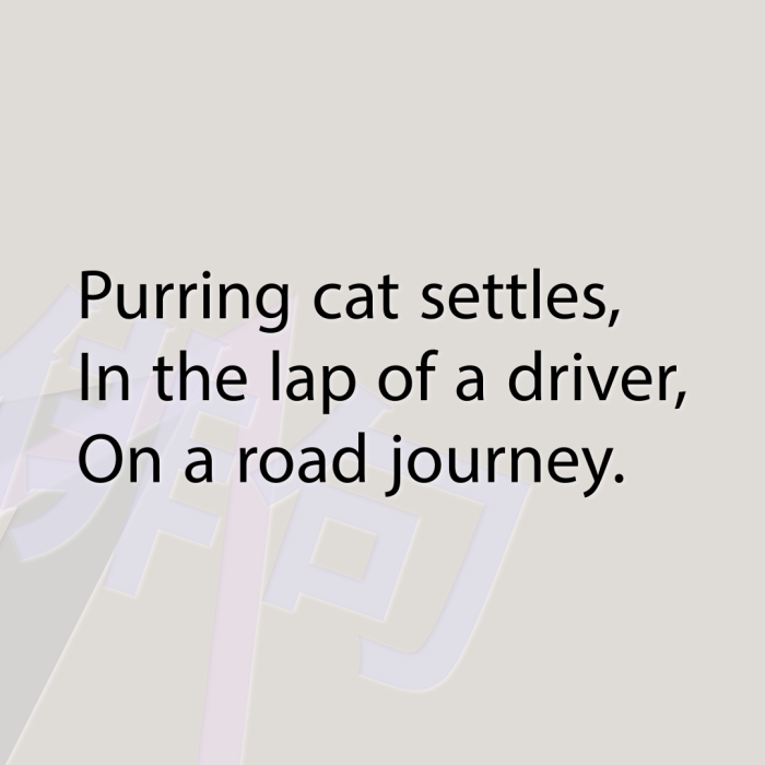 Purring cat settles, In the lap of a driver, On a road journey.