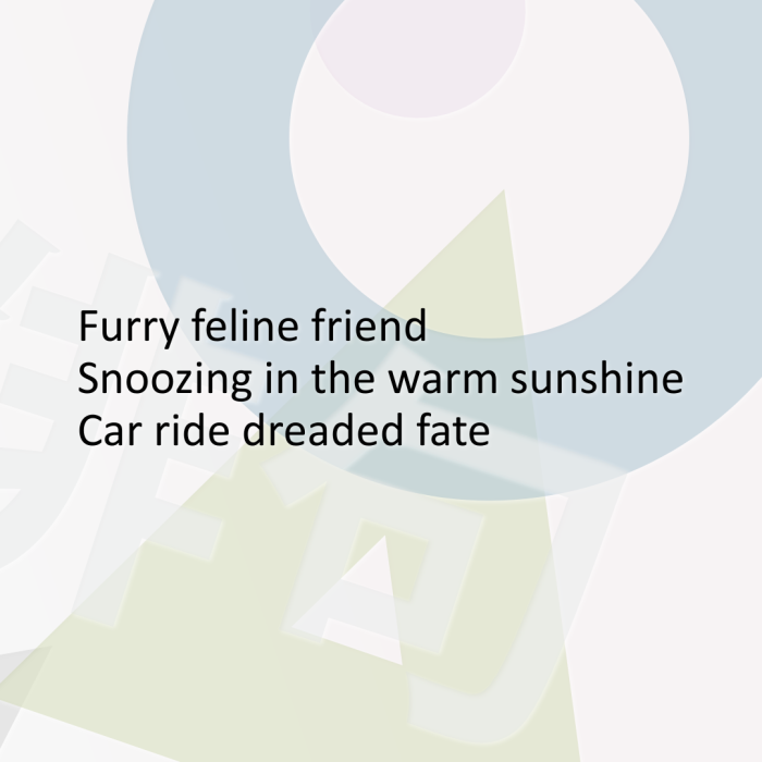 Furry feline friend Snoozing in the warm sunshine Car ride dreaded fate