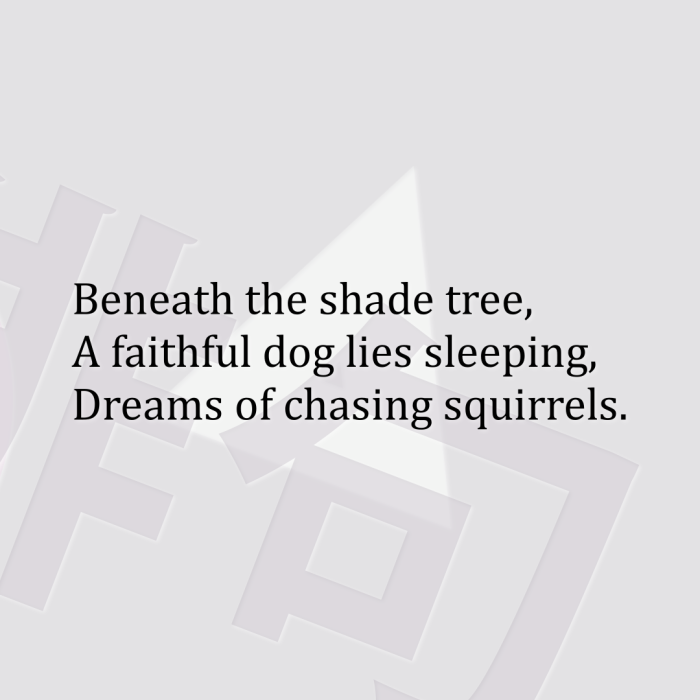 Beneath the shade tree, A faithful dog lies sleeping, Dreams of chasing squirrels.