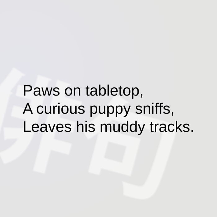 Paws on tabletop, A curious puppy sniffs, Leaves his muddy tracks.