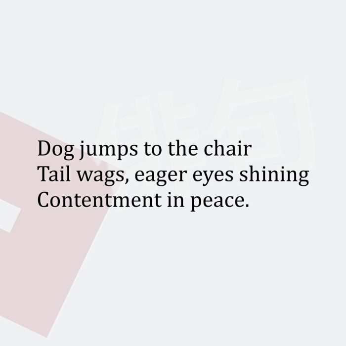 Dog jumps to the chair Tail wags, eager eyes shining Contentment in peace.